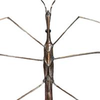 marsh treader