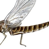 mayfly