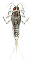 mayfly larva