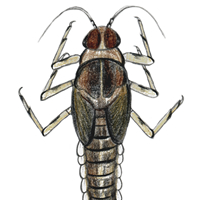 mayfly larva