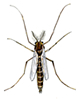 midge