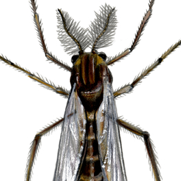 midge