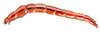 midge larva