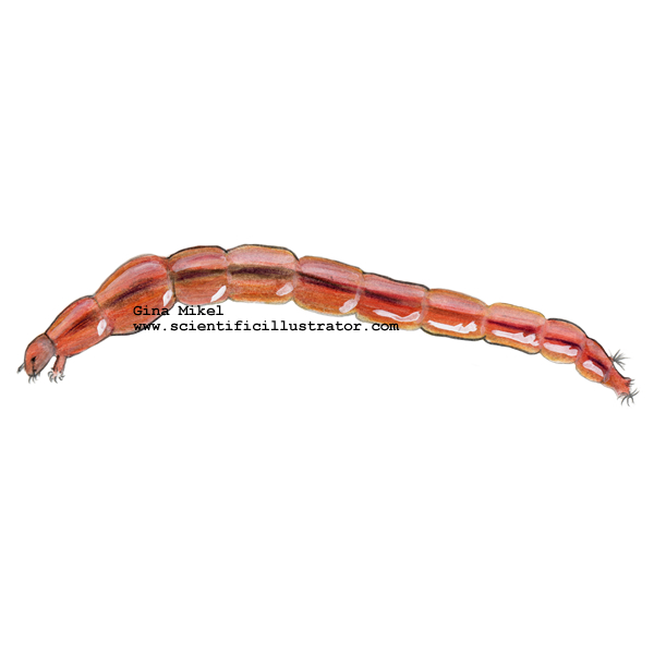 Midge Larva