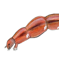 midge larva
