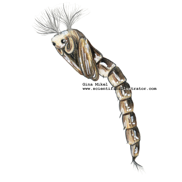 Midge Pupa