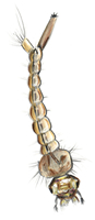 Illustration of Mosquito Larva