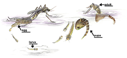 Illustration of Mosquito Life Cycle
