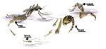 mosquito life cycle