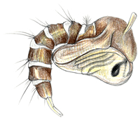 /illustration/insects: Mosquito Pupa