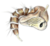 mosquito pupa
