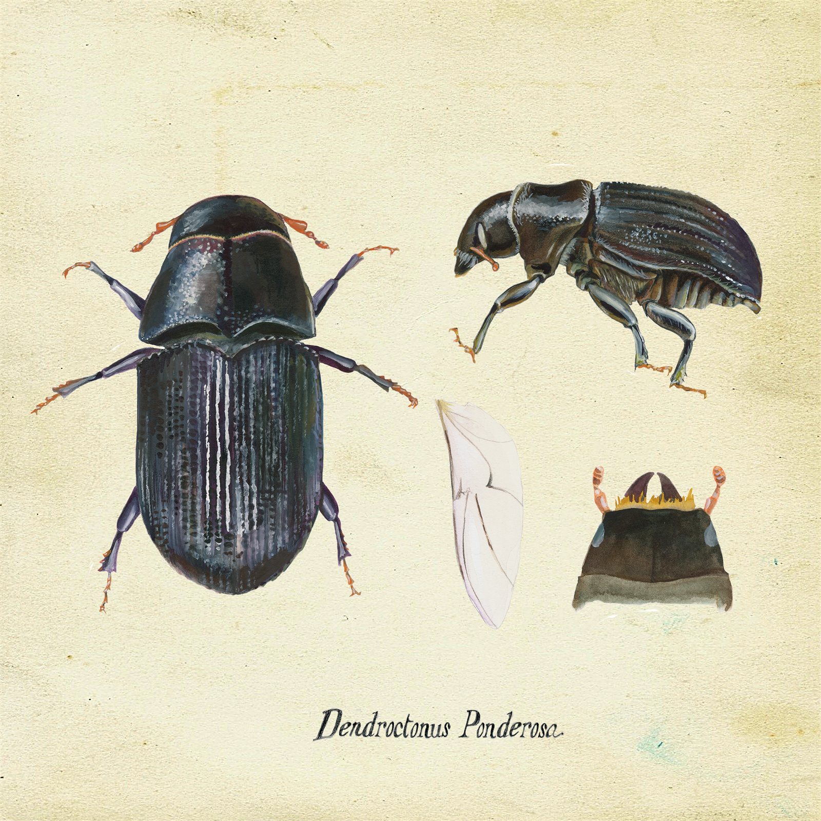 Artwork by Gina Mikel: Mountain Pine Beetle, Dendroctonus ponderosae