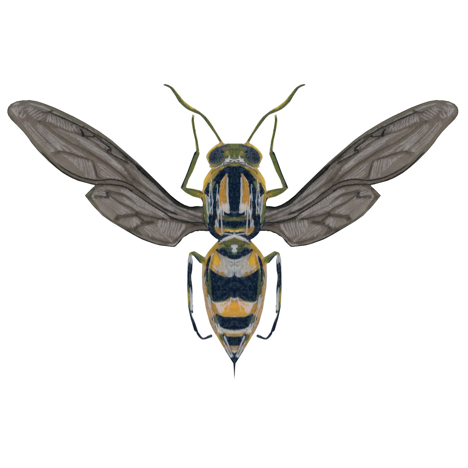 Artwork by Gina Mikel: Paper Wasp, Polistes