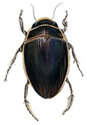 predacious diving beetle