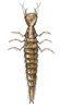 predacious diving beetle larva