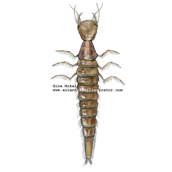 Predacious Diving Beetle Larva