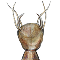 predacious diving beetle larva