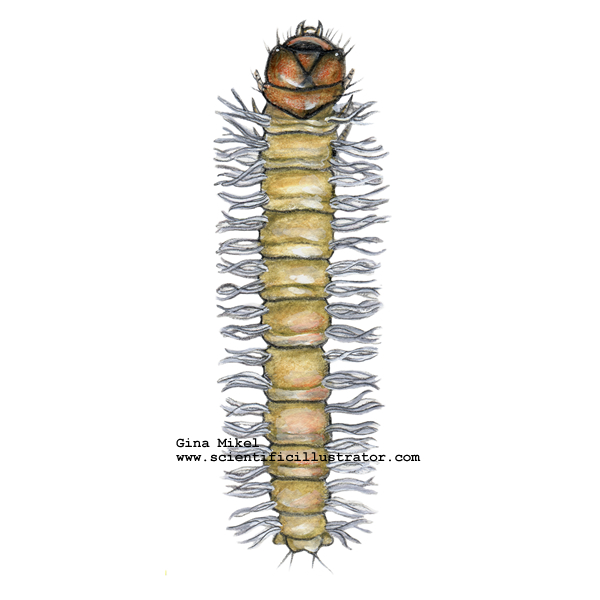 Pyralid Caterpillar
