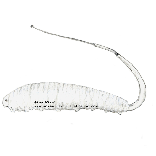 Rat Tailed Maggot