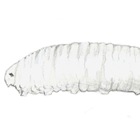 rat-tailed maggot