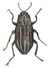 riffle beetle