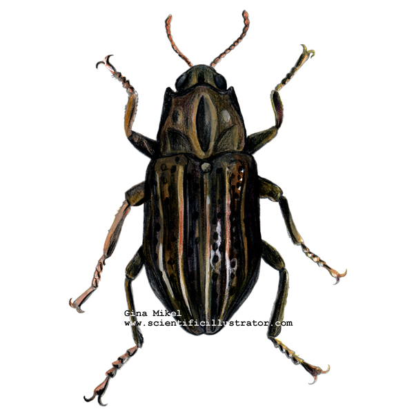 Riffle Beetle
