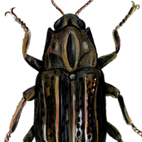 riffle beetle