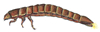 riffle beetle larva