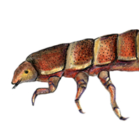 riffle beetle larva