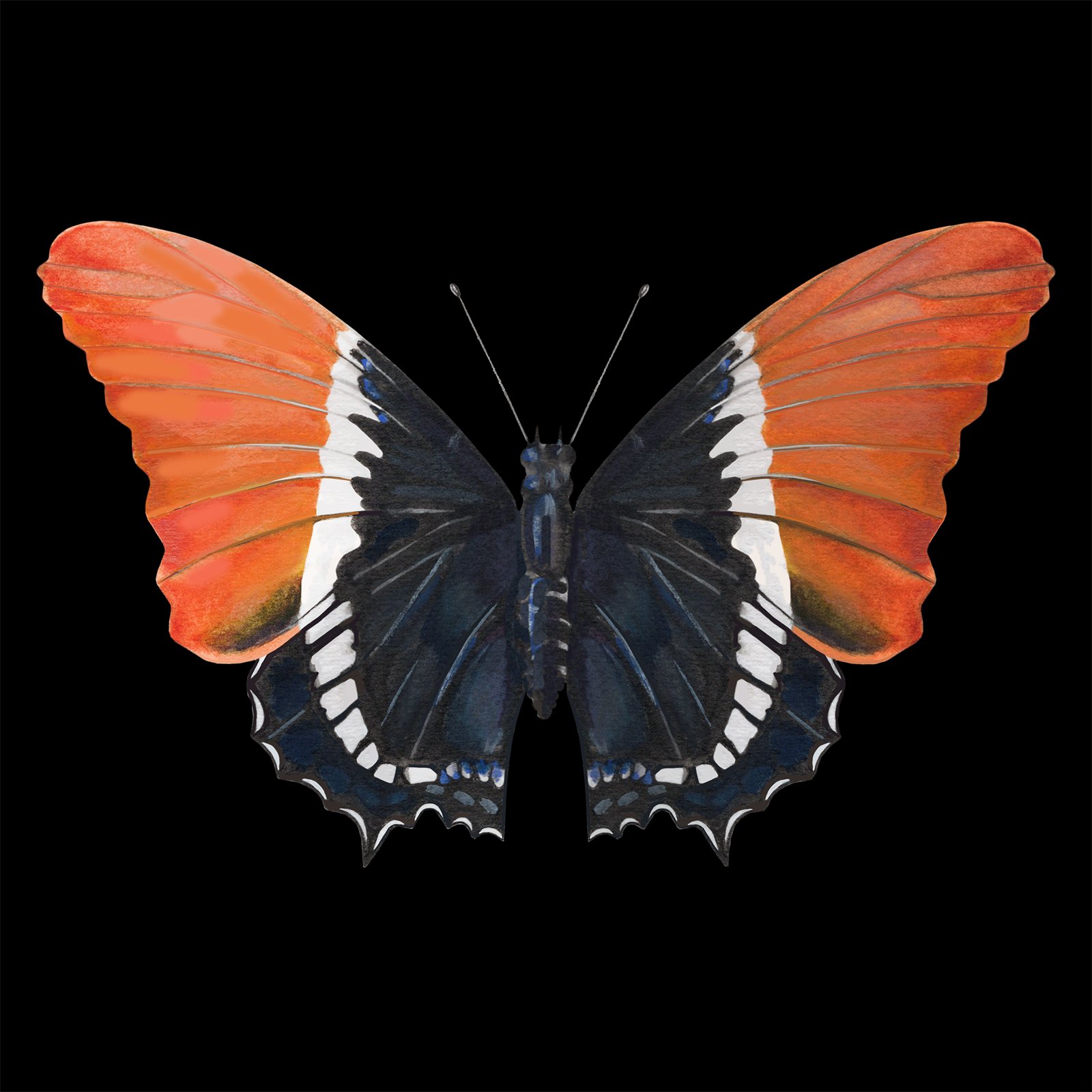 Artwork by Gina Mikel: Rusty Tipped Page Butterfly, Siproeta epaphus