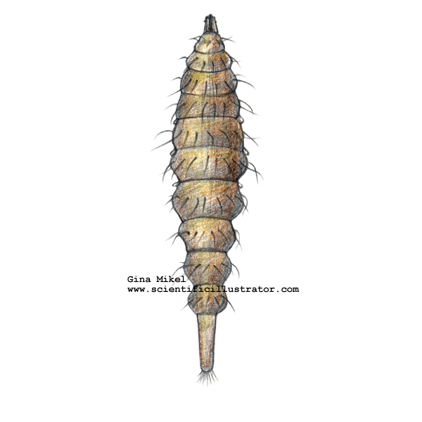 Soldier Fly Larva