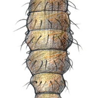 soldier fly larva