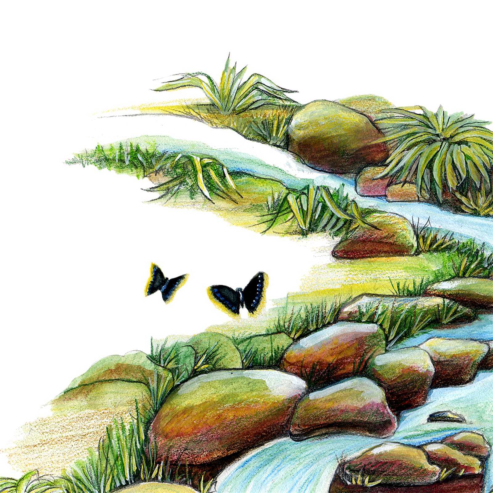 Artwork by Gina Mikel: Spicebush Swallowtail - Brooklyn Stream, Nymphalis antiopa