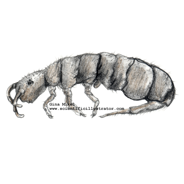Springtail