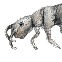 springtail
