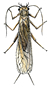 stonefly