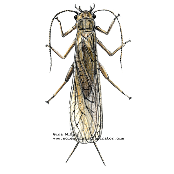 Stonefly