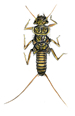 stonefly larva