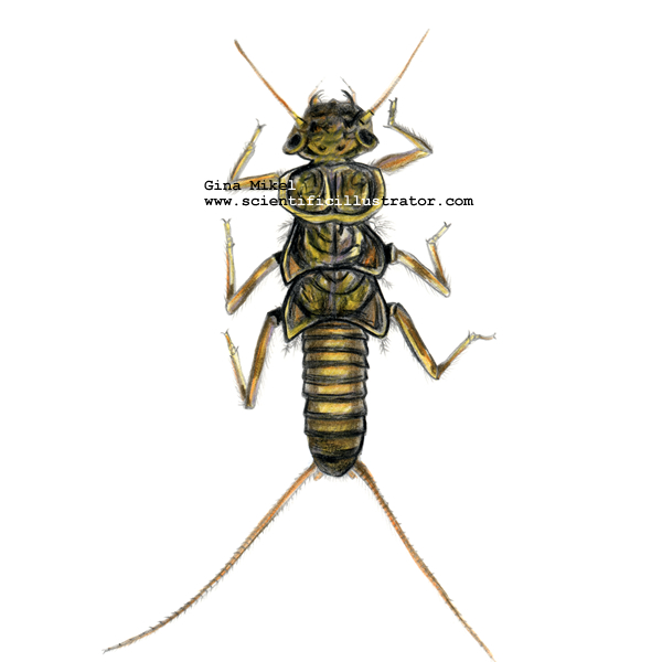 stonefly larva
