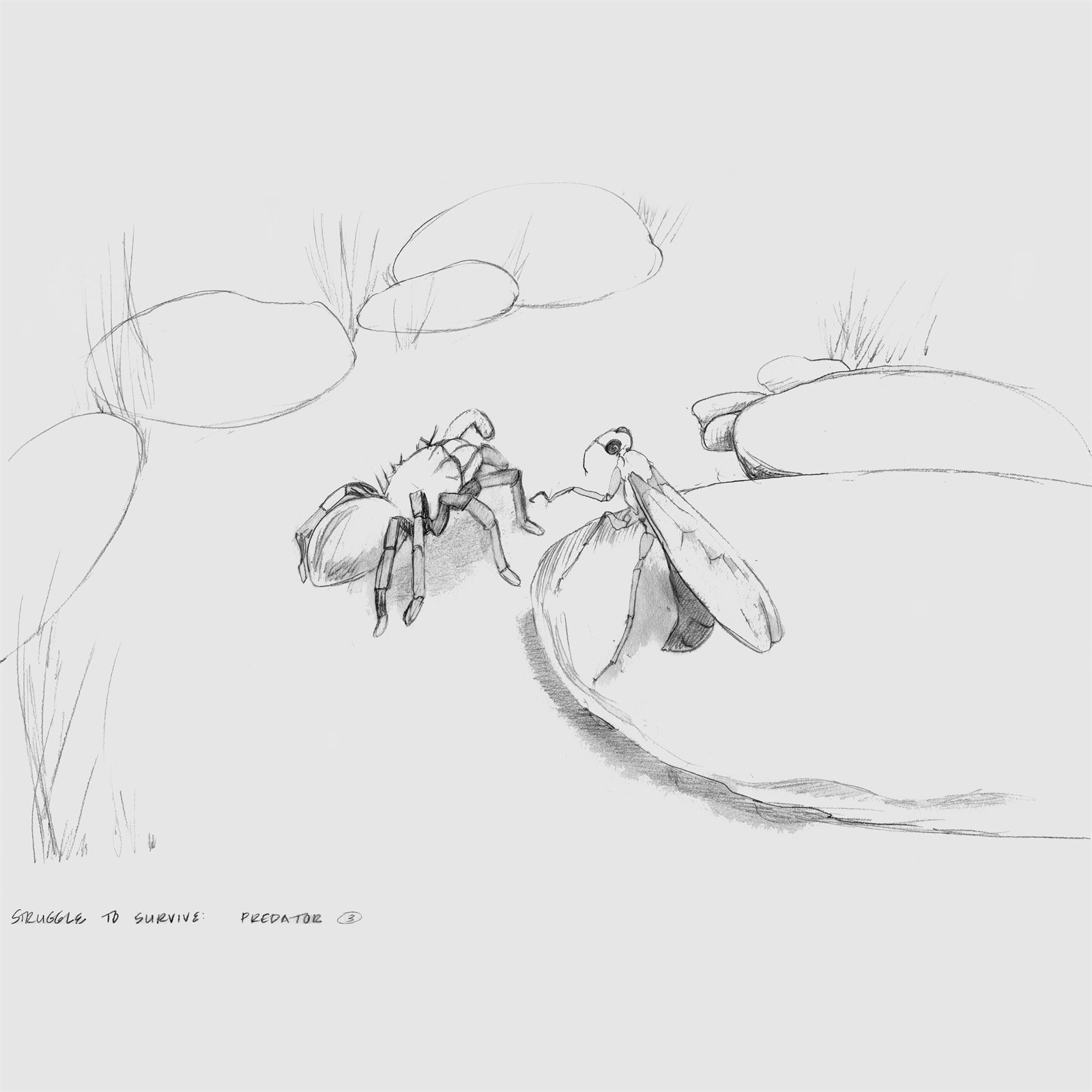 Artwork by Gina Mikel: Tarantula Hawk Wasp (Harcourt-Brace), Genus Pepsis or Hemipepsis