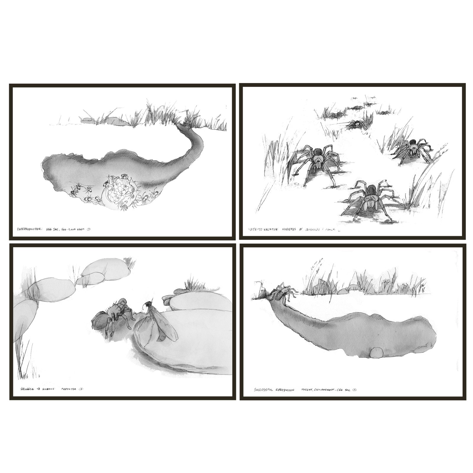 Artwork by Gina Mikel: Tarantula Series - Pencil (Harcourt-Brace), Theraphosidae