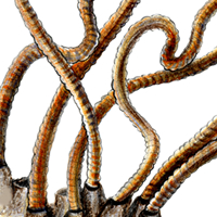 tubifex worms