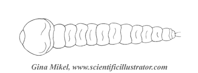 two-llined chestnut borer larva