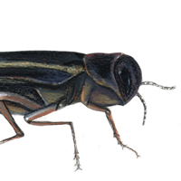 two-lined chestnut borer