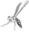wasp in pencil