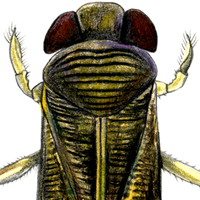 water boatman