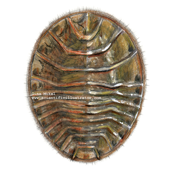 Water Penny