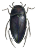 water scavenger beetle