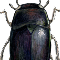water scavenger beetle
