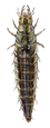 water scavenger beetle larva